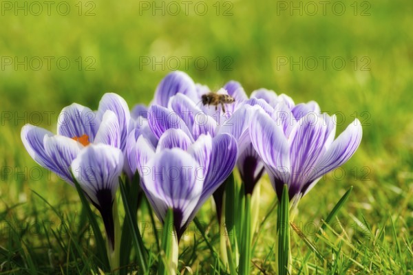 Beautiful springflower crocus in the garden