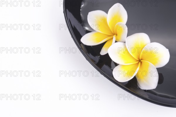 Leelawadee flower in the water on black bowl