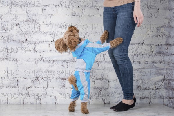 Small funny dog of brown colour with curly hair of toy poodle breed posing in clothes for dogs. Subject accessories and fashionable outfits for pets. Stylish overalls, suit for cold weather for animal