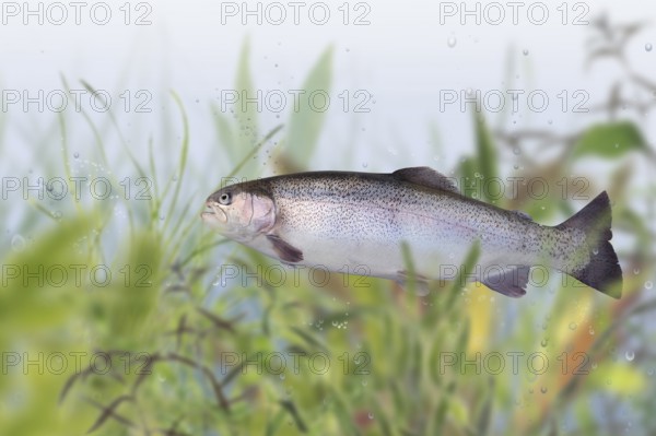 Trout