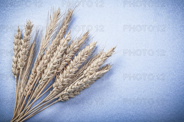 Ripe rye wheat ears on blue background directly above