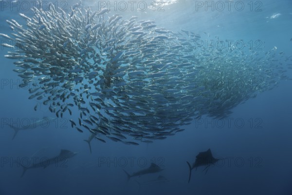 Atlantic sailfish hunting sardines, Istiophorus albicans, Isla Mujeres, Yucatan Peninsula, Caribbean, Mexico, Central America