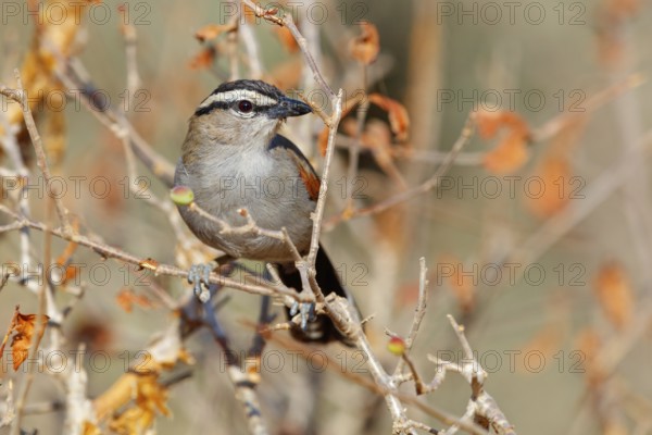 Senegal tchagra, black-shouldered tchagra, (Tchagra senegalus), Tchagra minutus, animals, birds, perching, Africa, Middle East, Bülbül family, Ayn Hamran, Salalah, Dhofar, Oman, Asia