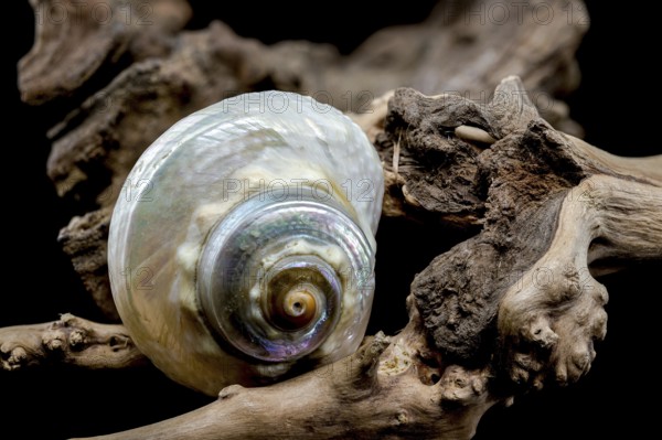 A captivating Turbo marmoratus snail with a stunning iridescent shell rests gracefully on a piece of weathered driftwood. vibrant colors and unique patterns of this marine species in a natural setting, Odessa, Ukraine, Europe