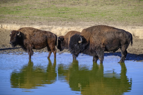 A view of a bison in the middle of Germany in the nature park near Stangerode