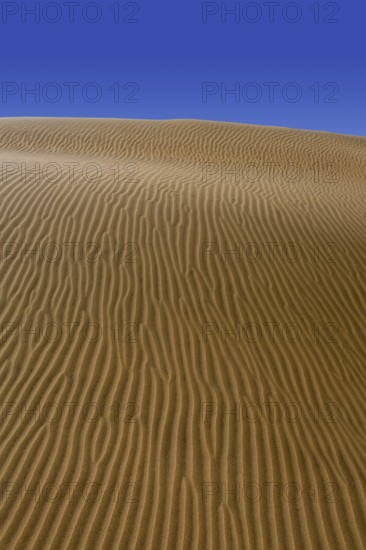 Desert dunes sand in Maspalomas Oasis Gran Canaria at Canary islands