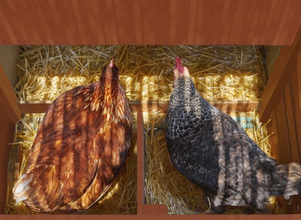 Hen poultry house nest with 2 hens incubate on straw