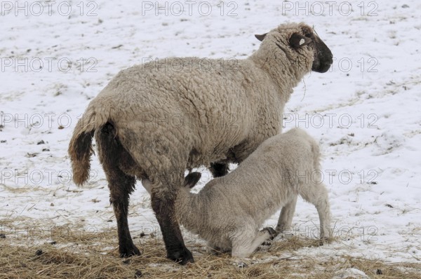 A sheep feeds a lamb on snow-covered ground, sheep, borken, münsterland, germany