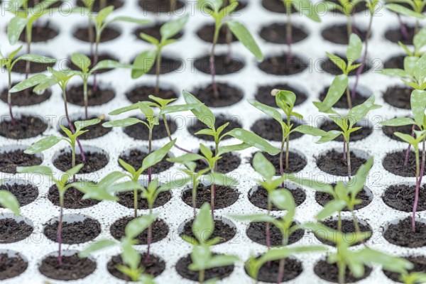 Pepper Seedlings, young foliage of pepper, Spring seedlings. Sprouts pepper