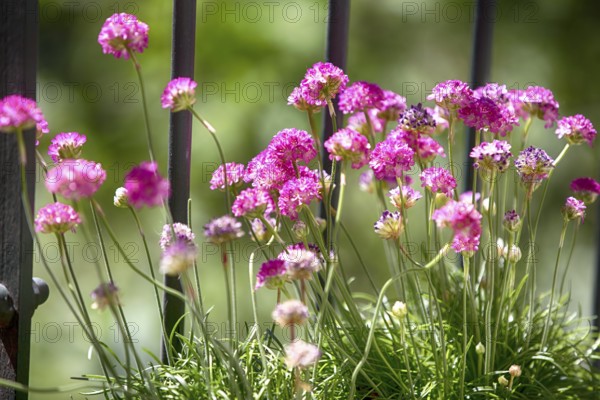 Pink flowers on a balcony, Hamburg 2018