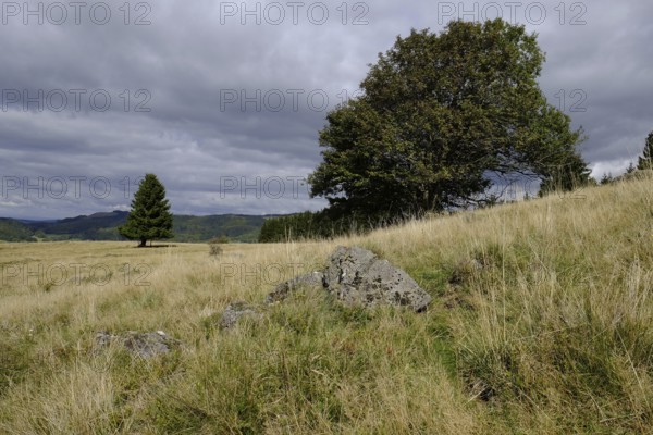 Silver thistle, Carlina acaulis, at Arnsberg, Bavarian Rhoen, Lower Franconia, Bavaria, Germany, Europe