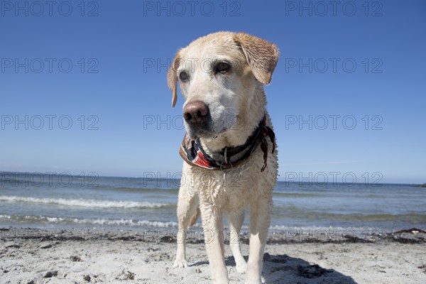 Blonde Labrador on the Baltic Sea beach in Schleswig Holstein, 2015
