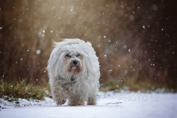 Small white Havanese runs through the snow during snowfall and looks slightly past the photographer