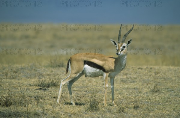 Thomson's gazelle (Gazella thomsoni)