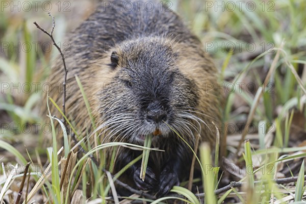 Muskrat (Ondatra zibethicus)