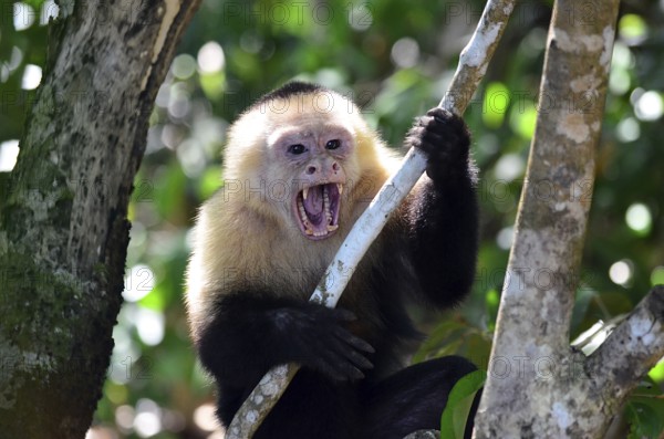 Monkey in Costa Rica