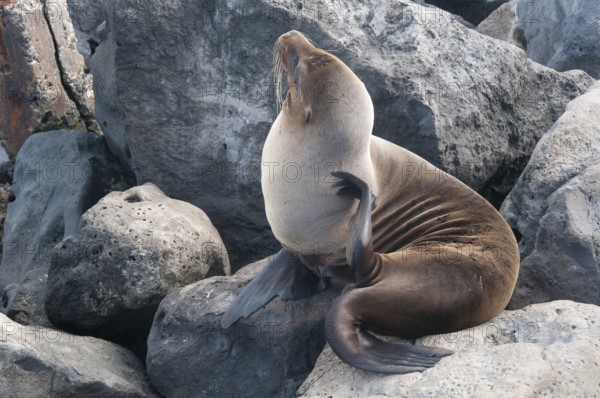 Sea lion (Zalophus wollebaeki)