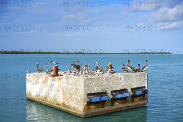 Chiquila port sea gulls and Pelicans in Quintana Roo Mexico
