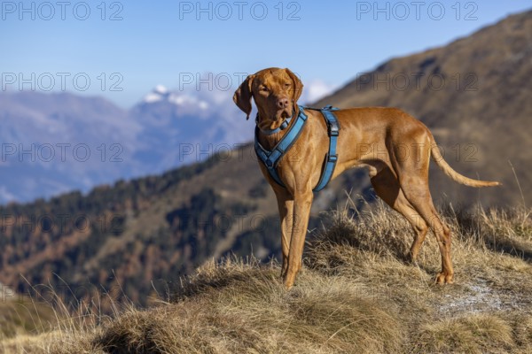 Magyar Vizsla male, 3 years old, in the mountains in autumn grass, La Tzoumaz, Riddes, Valais, Switzerland, Europe