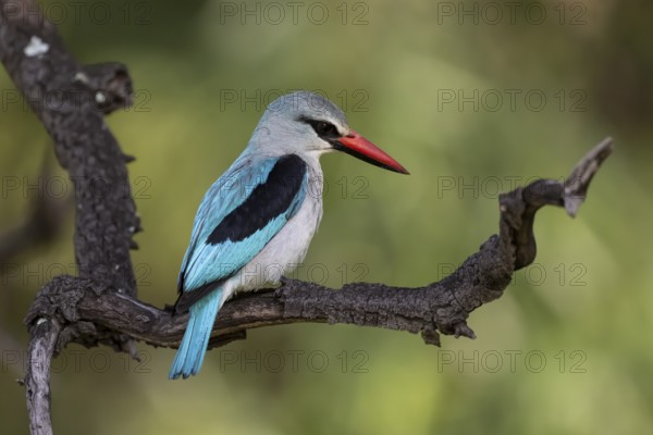 Senegal Kingfisher (Halcyon senegalensis), Qwabi Private Game Reserve, Biosphere Reserve, Limpopo, South Africa, Africa