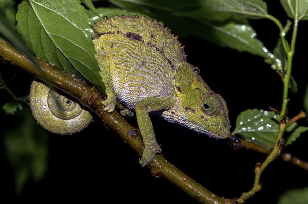 Blue-legged chameleon, (Blue-legged chameleon, (Blue-legged chameleon), female, from Ranomafana, eastern Madagascar