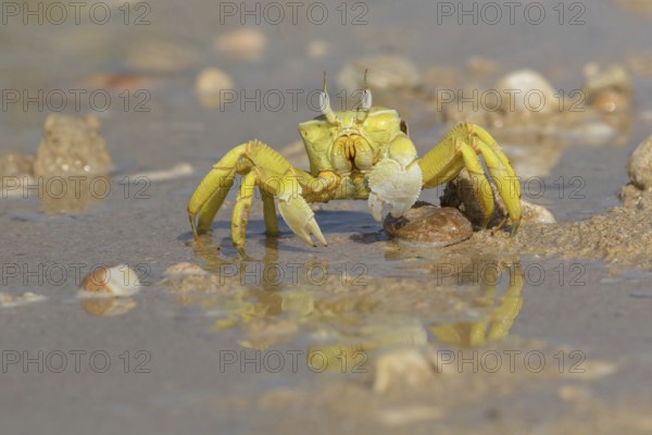 Horned ghost crab, beach, mudflat, horned eye sand crab, Indo-Pacific riding crab, Geisetr crab, crab, crayfish, decapod crab, water body, Raysut, Salalah, Dhofar, Oman, Asia