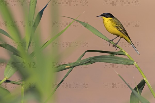 Yellow wagtail, (Motacilla flava feldegg), Motacilla feldegg, Animals, Birds, Middle East, Israel, Asia