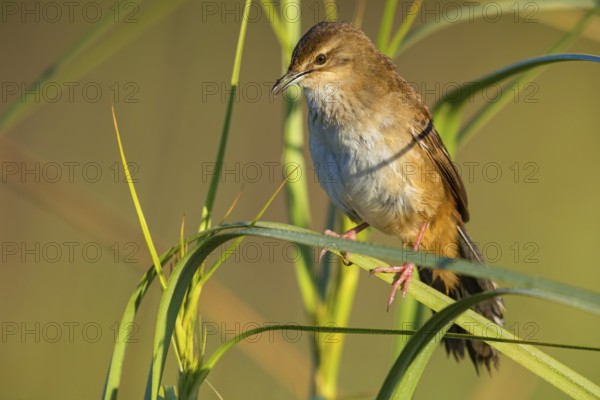Marsh Warbler, (Bradyperus baboecala) animals, birds, songbirds, biotope, habitat, sits, reed, stalk, foraging, perch, Garden Route National Park - Wil, Wilderness, Western Cape, South Africa, Africa