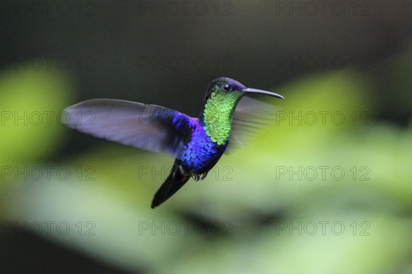 Green crowned nymph in flight (Thalurania colombica fannyae)