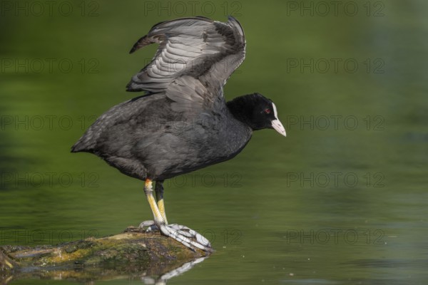 Eurasian coot (Fulica atra) stretching its wings on a river. Bas-Rhin, Collectivite europeenne d'Alsace, Grand Est, France, Europe