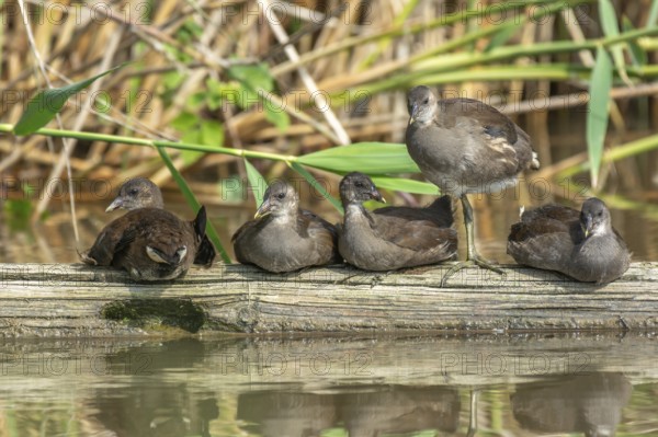 Family of five young common moorhen (Gallinula chloropus) resting together on a tree trunk in a river. Bas-Rhin, Alsace, Grand Est, France, Europe