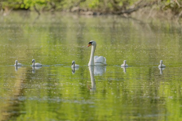 Mute swan (Cygnus olor) with her chicks in a river. Bas-Rhin, Collectivite europeenne d'Alsace, Grand Est, France, Europe