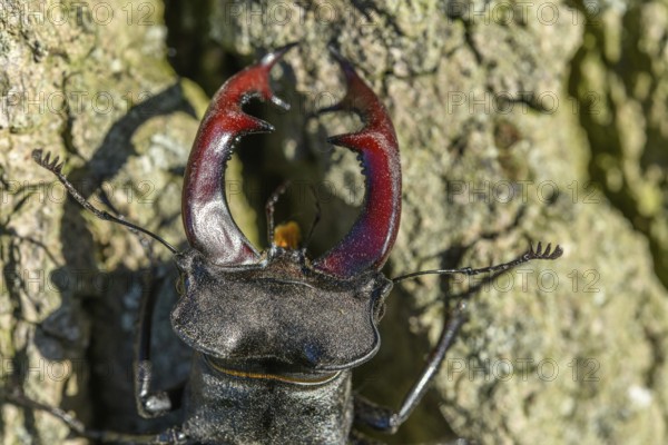 Kite stag beetle on the trunk of an oak tree in spring. France