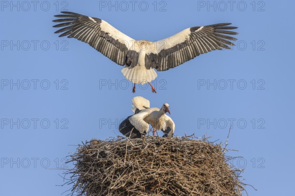 White stork in courtship period in early spring, France, Alsace, Europe