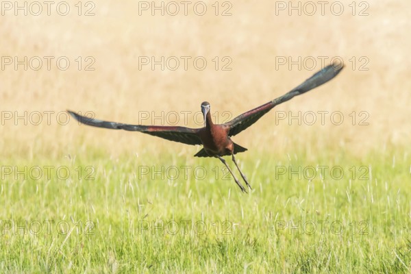 Glossy Ibis in Flight (Plegadis falcinellus)