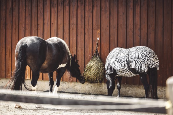 Horse wearing a coat with zebra pattern because of a skin rash, allergy, so his skin is protected. Happy horse eating, running around on the ranch