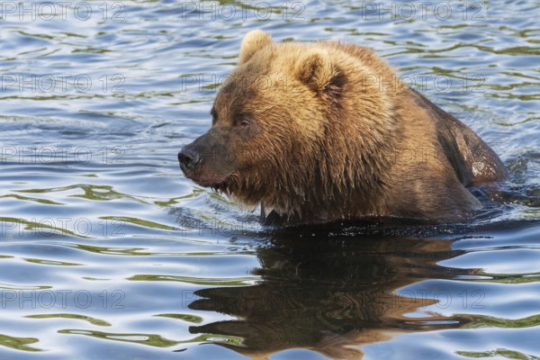 Portrait of Kamchatka brown bear in river. Wild terrible beast fishing red salmon fish during spawning. Asia, Russian Far East, Kamchatka Region