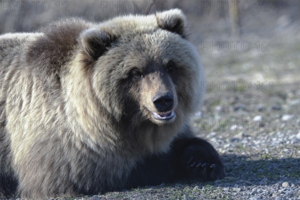 Hungry young wild Kamchatka brown bear lies on stones, breathes heavily and looking around. Extreme dangerous handheld shot in vicinity of beast of prey. Kamchatka Peninsula, Russian Far East