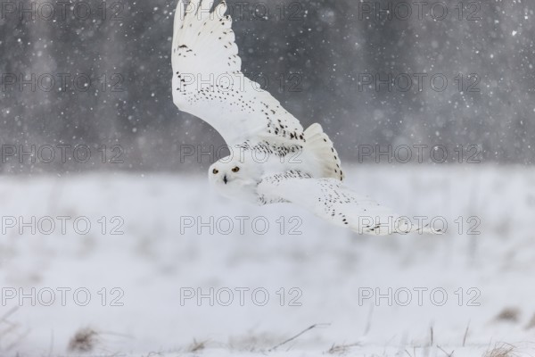 A captive snowy owl (Bubo scandiacus) at a bird of prey sanctury during winter