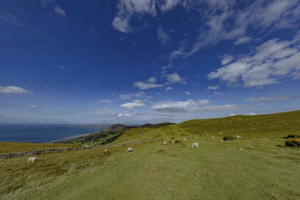 Hilly landscape with green meadows, sheep and stone wall, dry stone wall on the edge of Snowdonia National Park, Penmaenmawr, Dwygyfylchi, Caernarfonshire, Conwy County Borough, Wales, United Kingdom, Europe