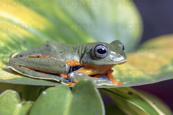 Flying green tree frog on a leaf