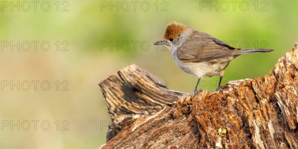 Blackcap, Sylvia atricapilla, Female Blackcap, Mediterranean Forest, Castilla y Leon, Spain, Europe