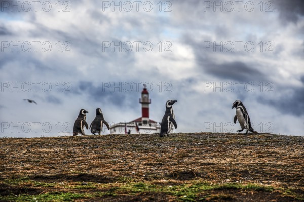 Magellanic penguins (Spheniscus magellanicus) in front of a lighthouse in the Penguin National Park on Magdalena Island, Magellanes, Patagonia, Chile, South America