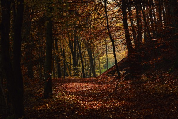 A moody, dark path in an autumn forest with rich, deep colors, fall, trees, forest, leaves, autumn, colors of nature, nature, beautiful forest