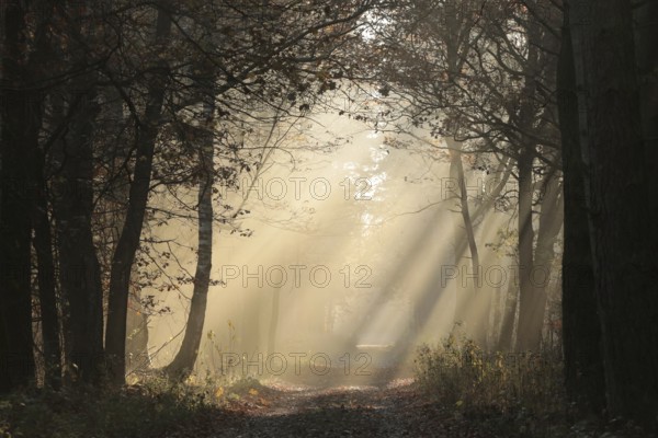 A path through a fairytale autumn forest on a foggy morning in mid-November