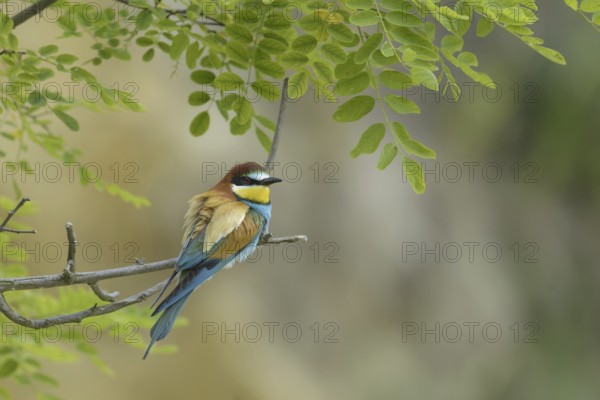 European bee-eater (Merops apiaster)