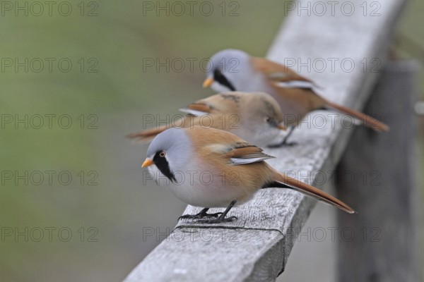 Bearded Tit (Panurus biarmicus)