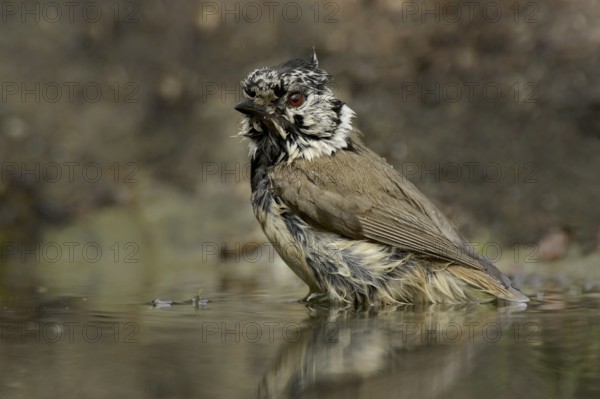 Crested Tit (Parus cristatus)