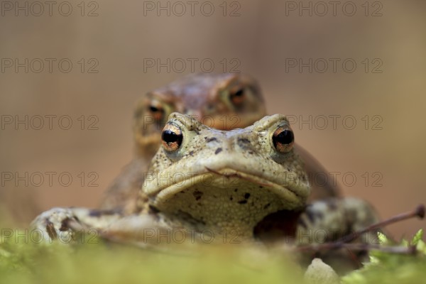Toad migration (Bufo bufo)