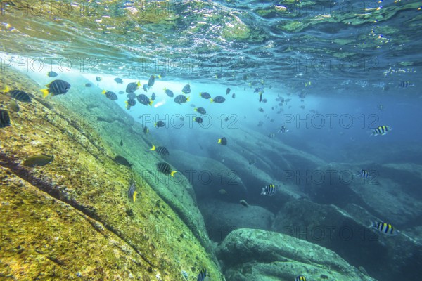 Herd of yellow fish on the seabed of Similan Islands in Thailand. Underwater marine life in Andaman Sea